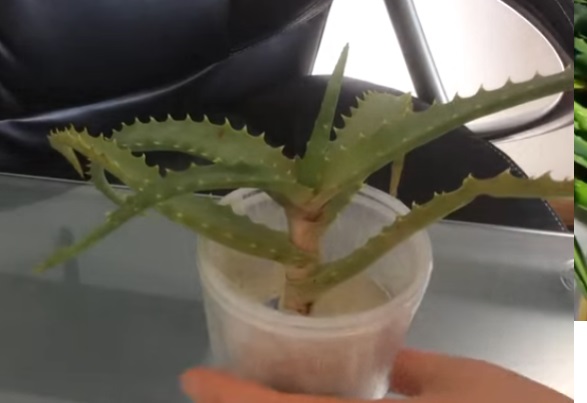 Aloe pri prostude