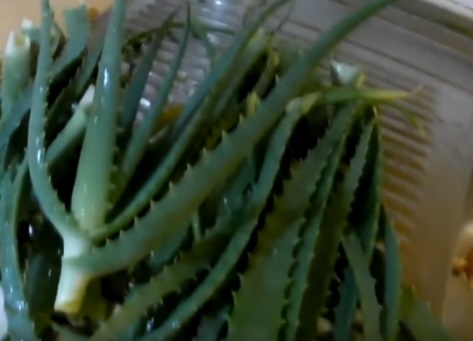 Aloe pri psoriaze