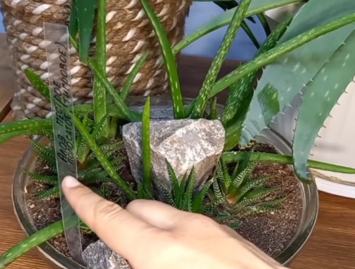aloe pri borbe s erozie
