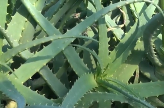 aloe pri bronhite