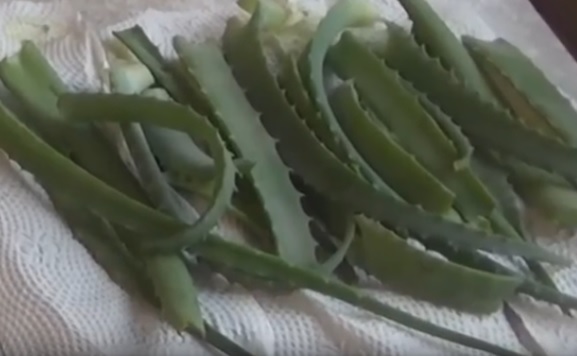 aloe pri dermatite