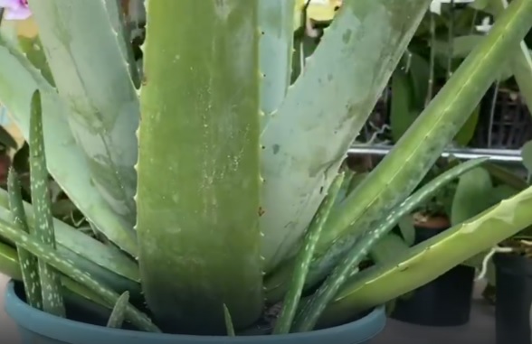 aloe pri gerpese