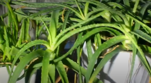aloe pri kashle