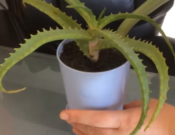 aloe pri kolite