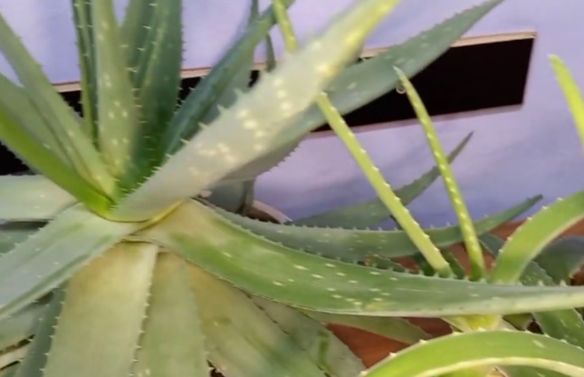 aloe pri lechenii adenoidov