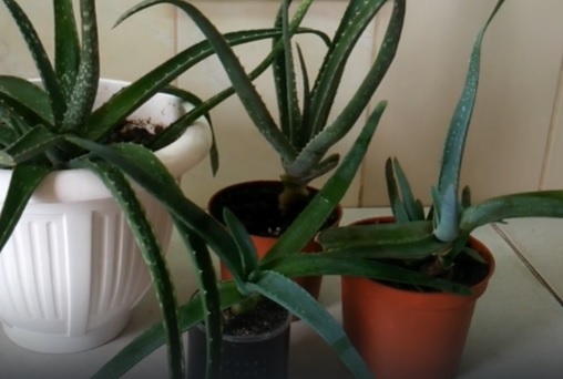 aloe pri lechenii otekov