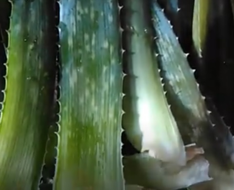 aloe pri lechenii otita