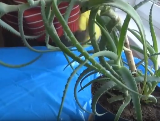 aloe pri lechenii pnevmonii