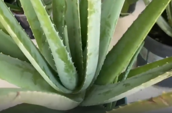aloe pri oblegchenii simptomov artrita