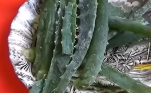 aloe pri pankreatite