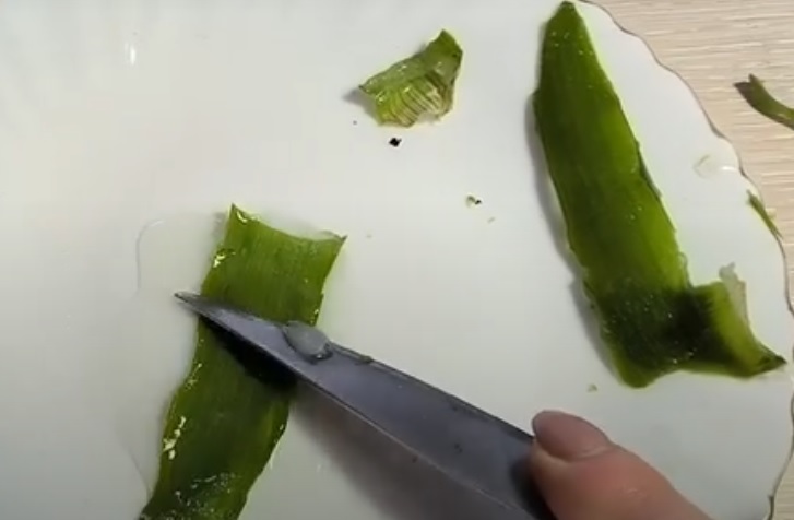 aloe pri povyshennoj temperature tela