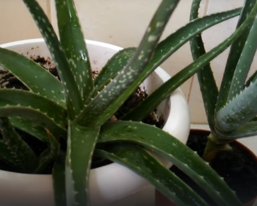 aloe pri ushibah