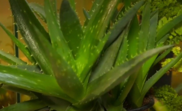 aloe pri yazve