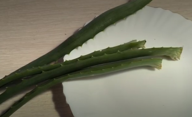 aloe spravlyatsya s zalozhennostyu nosa