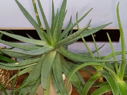 aloe v borbe s furunkulami