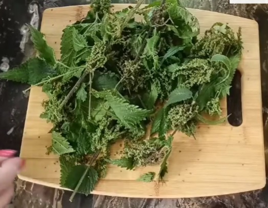 krapivy pri krovotecenii